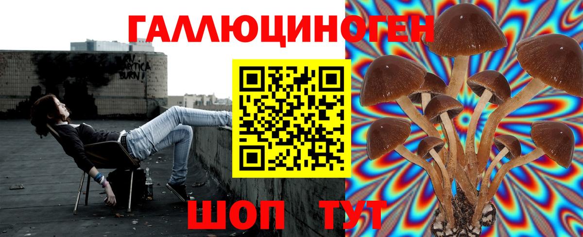 Псилоцибиновые грибы Psilocybe Мичуринск